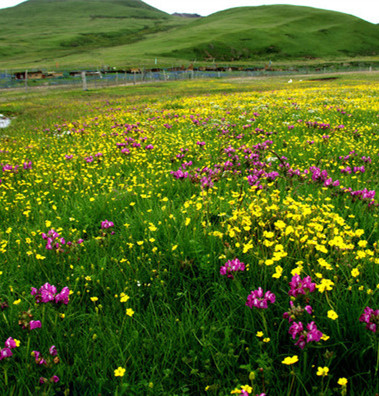 【時(shí)光】鮮花開遍淺夏的原野（散文）