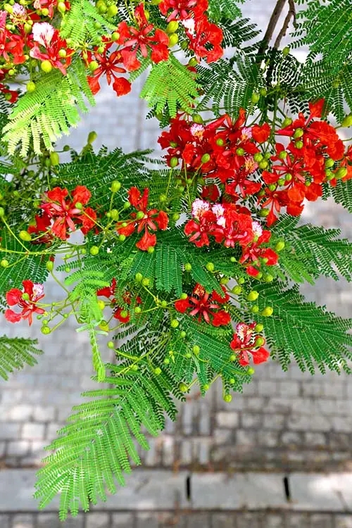 【鳳凰】鳳凰花開的鷺島，一個(gè)追花的女子（散文）