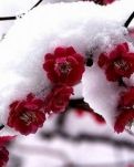 【如云】雪花序（外一首）