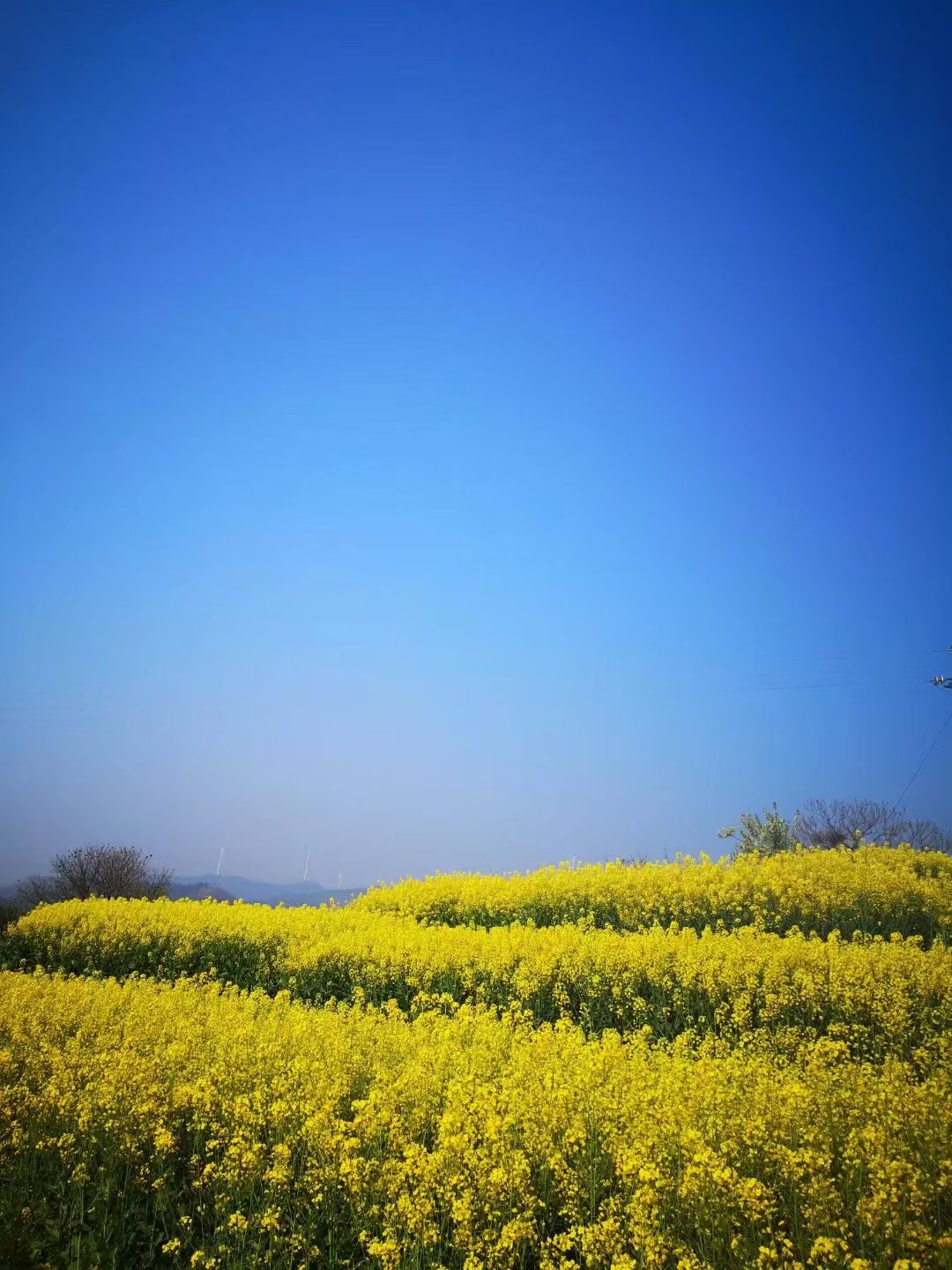 【星月】又見(jiàn)菜花黃（散文）