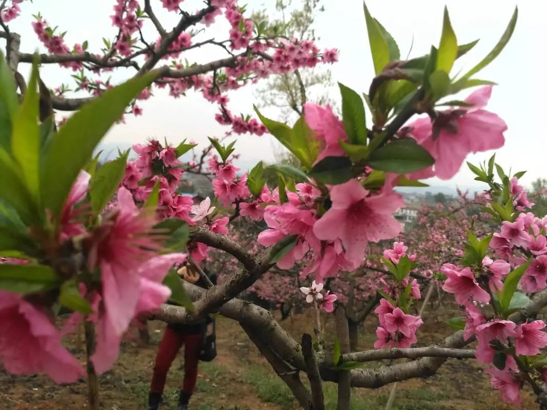 【風(fēng)戀】桃花點點紅（散文）