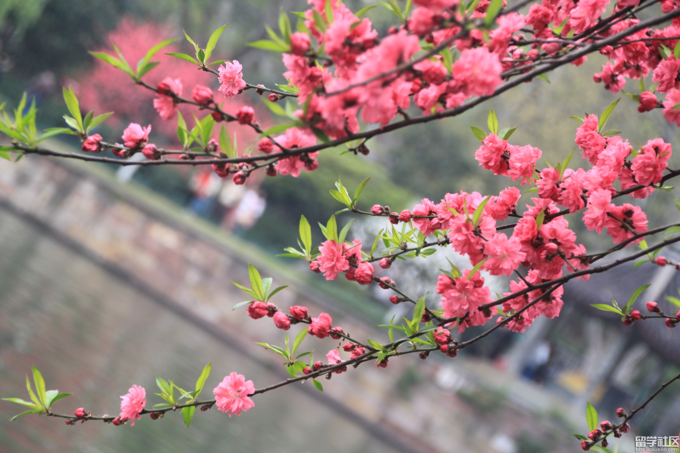 【丁香花開】關(guān)于二月（外二首）