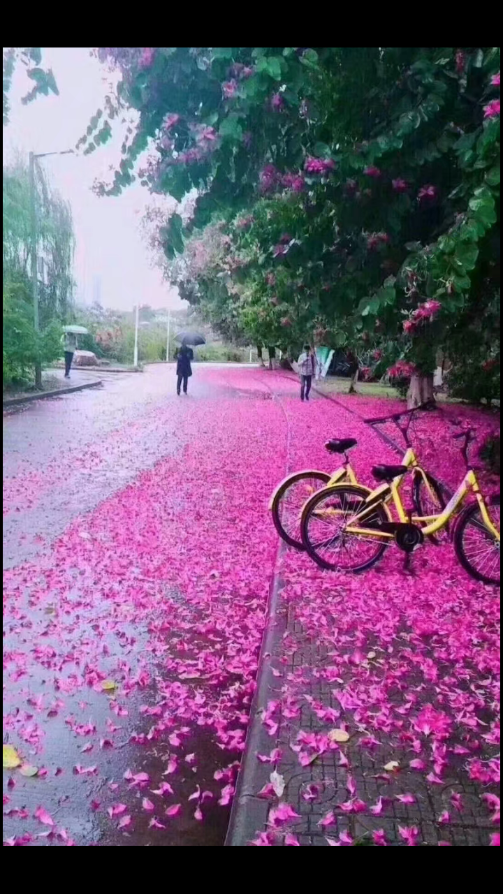 【八一】那年那月那落花 （散文·家園）