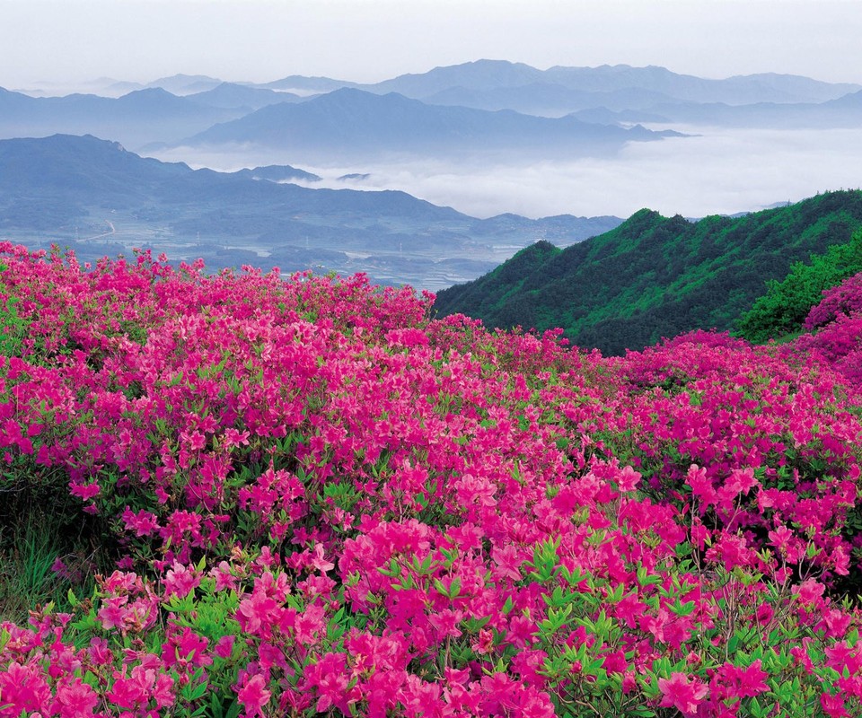 【荷塘】杜鵑開滿山（小說）