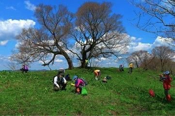 【星月】三月春雨足，呼兒競采擷（散文）