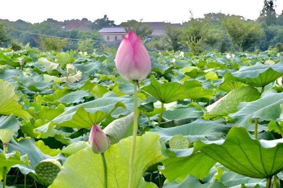 【擺渡】獨自賞荷（散文）