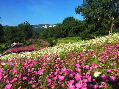 【荷塘】走進(jìn)花溪谷（散文）