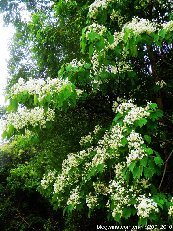 【鳳凰】梧桐花開引鳳來（散文）