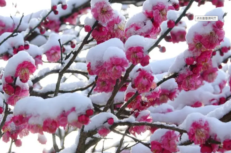 【萌芽】瑞雪紛飛心花開（記敘文）